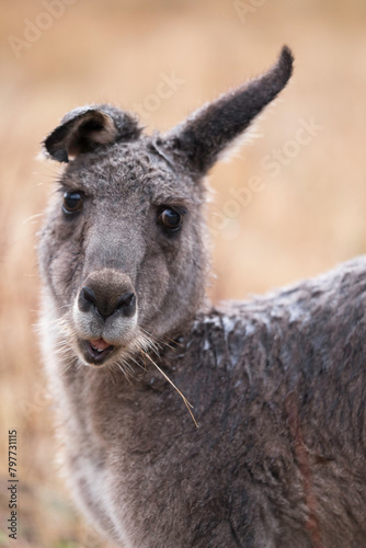 Front view of a kangaroo with drooping ear looking to the right  in a field in the Grampians  Australia. Focus on mouth and nose