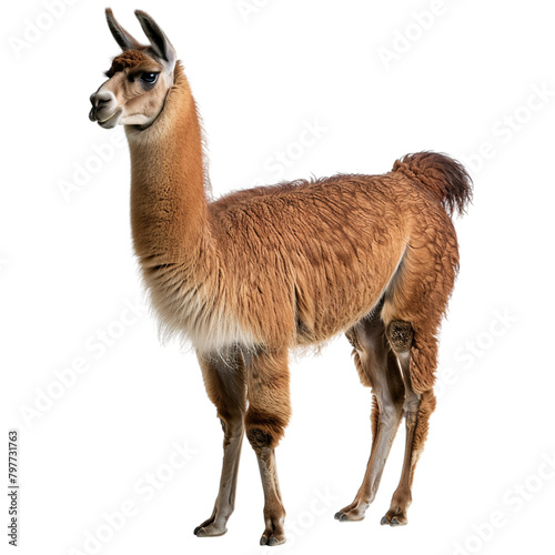 young llama isolated on white