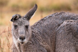 Front view of an injured kangaroo with drooping ear looking to the right, in a field in the Grampians, Australia. Focus on mouth and nose