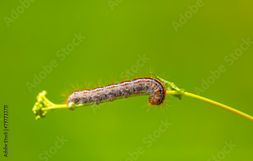 butterfly caterpillar perched on a leaf photo