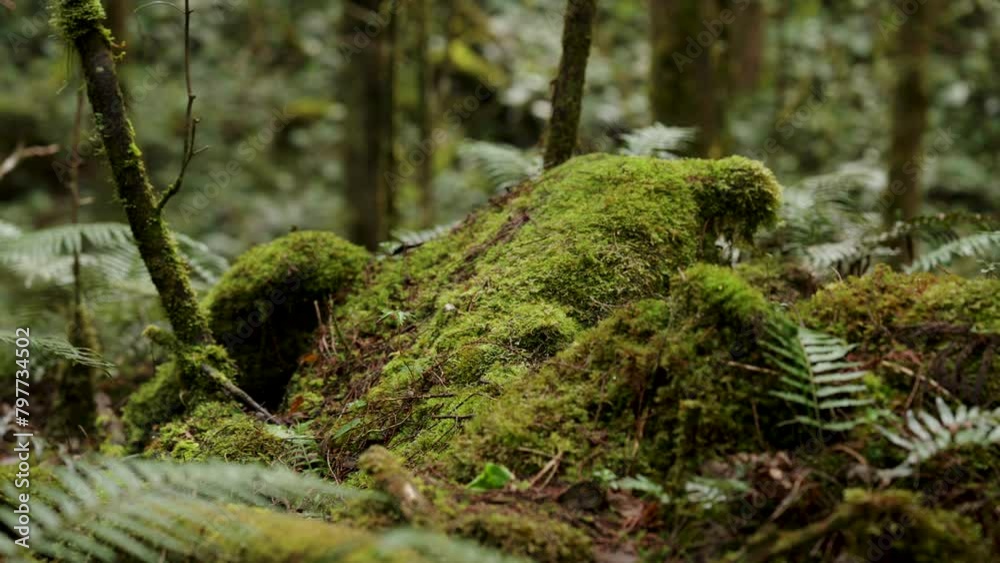 Rain forest with moss and bushes in Taipingshan National Forest Recreation Area, Taiwan. Rain forest with moss and bushes in Taipingshan National Forest Recreation Area, Taiwan.