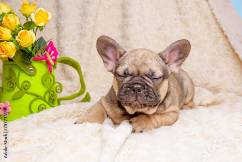 cute little french bulldog puppy with spring flowers on beige background, cute pet concept © Olesya Pogosskaya