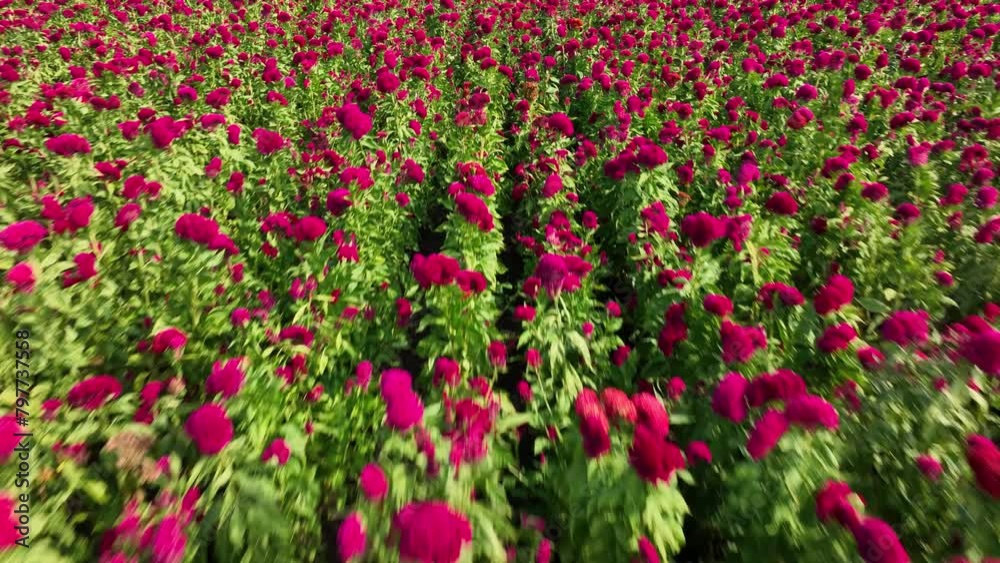 Drone video of a whole terciopelo flower crop in Puebla, México Drone video of a whole terciopelo flower crop in Puebla, México