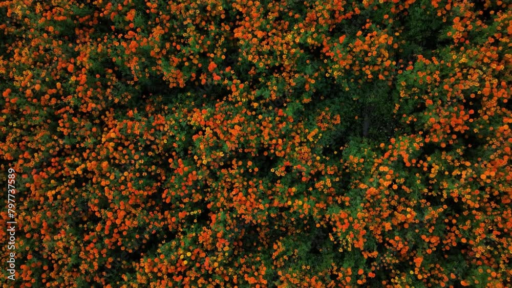 Aerial video of a whole marigold flower crop in Puebla, México Aerial video of a whole marigold flower crop in Puebla, México