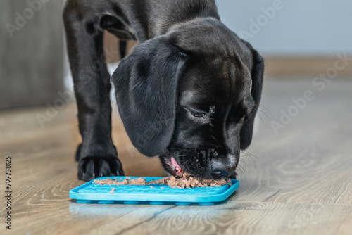 Bild auf Leinwand a beautiful black Labrador puppy eats pate from a licking rubber mat, a concept