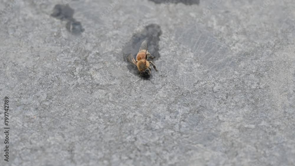 An injured honeybee lying on the ground after falling into a water pool An injured honeybee lying on the ground after falling into a water pool