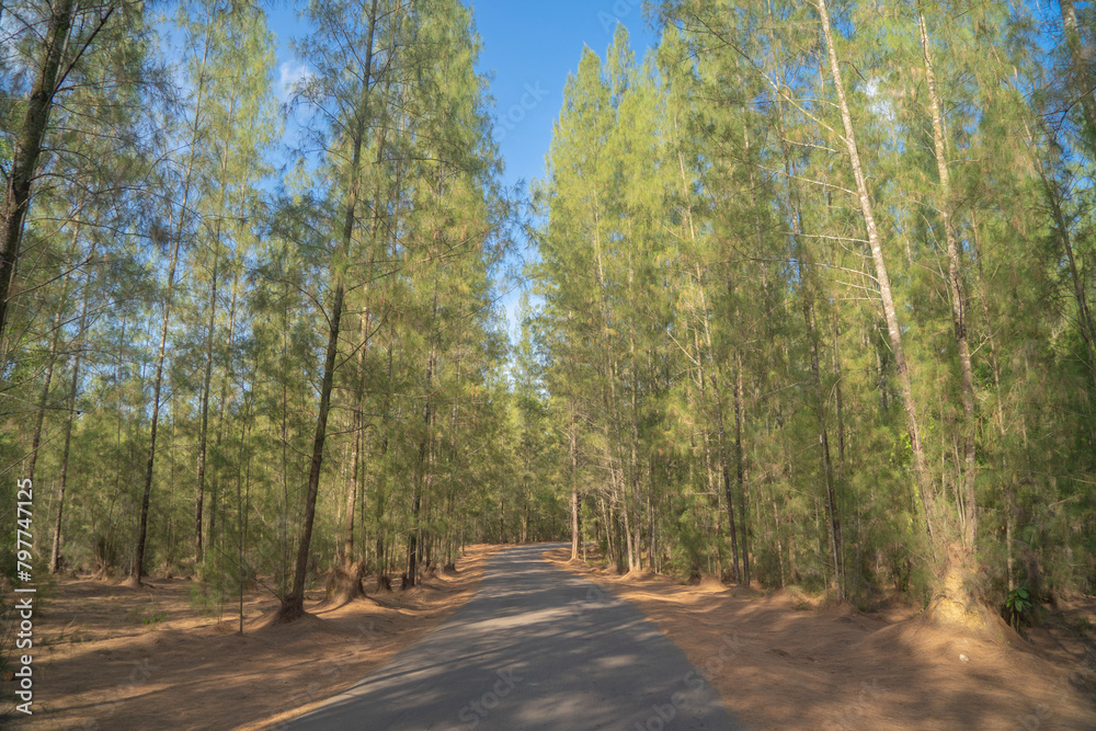 Fototapeta premium Lush green pine trees in tropical forest in national park in summer season. Natural landscape. Pattern texture background.