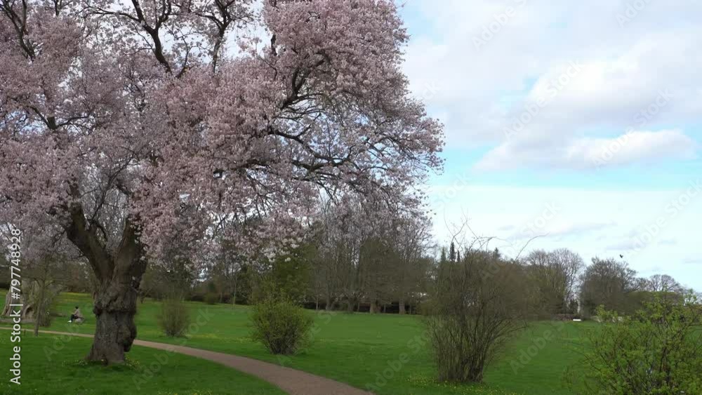 Fully blossomed sakura trees at an urban park Fully blossomed sakura trees at an urban park