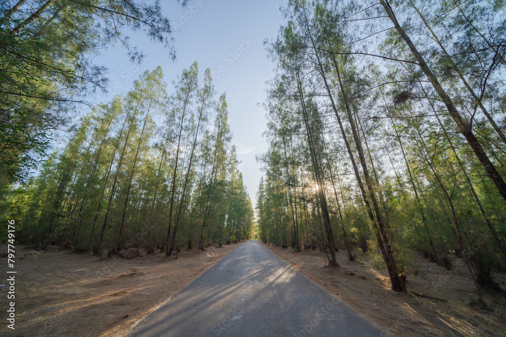Fototapeta premium Lush green pine trees in tropical forest in national park in summer season. Natural landscape. Pattern texture background.