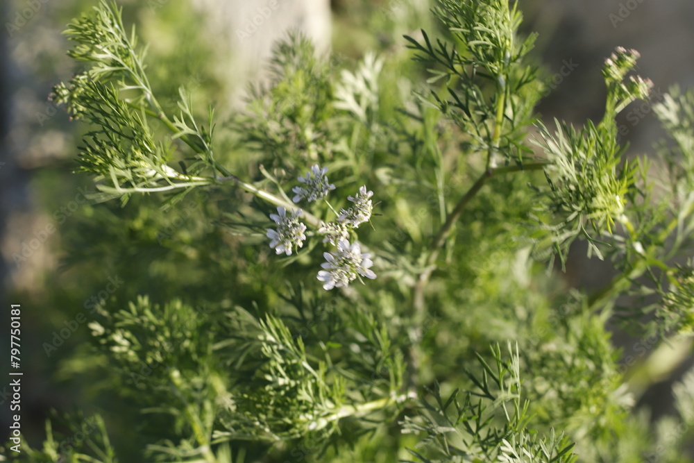 close up of lavender