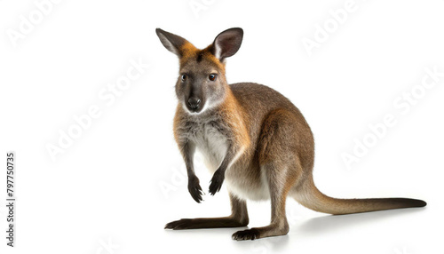Wallaby isoliert auf weißen Hintergrund, Freisteller 