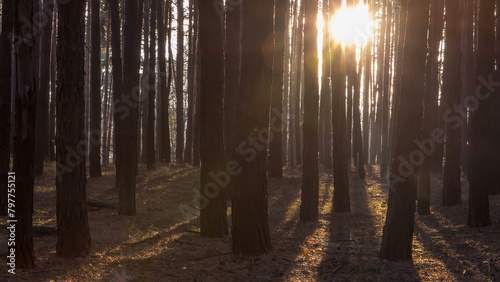 Pine forest with the last of the sun shining through the trees timelapse.