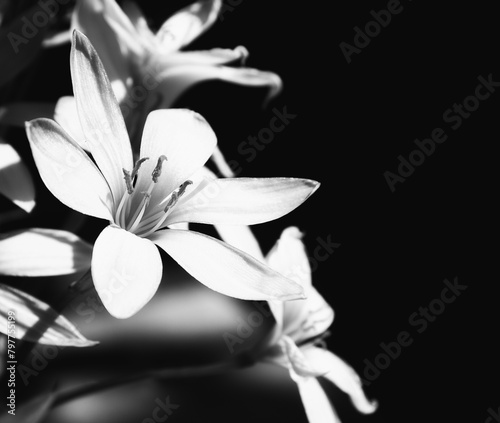 Monochrome image of blooming Zephyranthes flowers