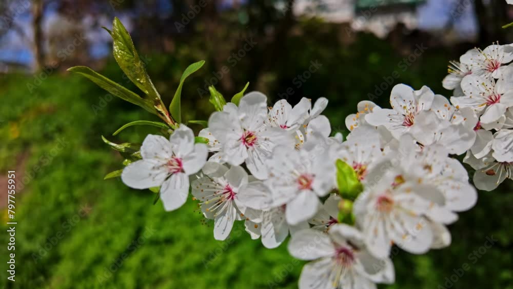 Beautiful cherry blossom sakura branch in spring on a sunny day Beautiful cherry blossom sakura branch in spring on a sunny day