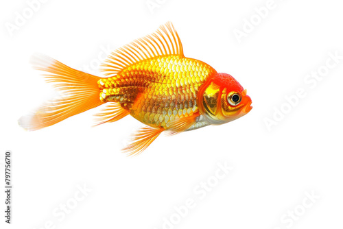A dazzling goldfish gracefully swims against a pristine white backdrop