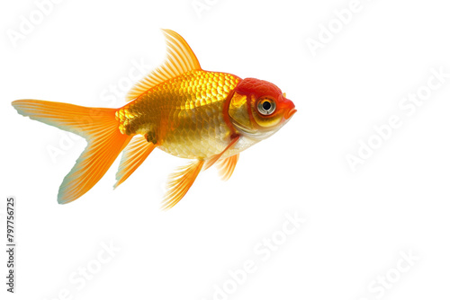 A shimmering goldfish gracefully swims in the clear water