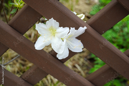 a fence and an azalea