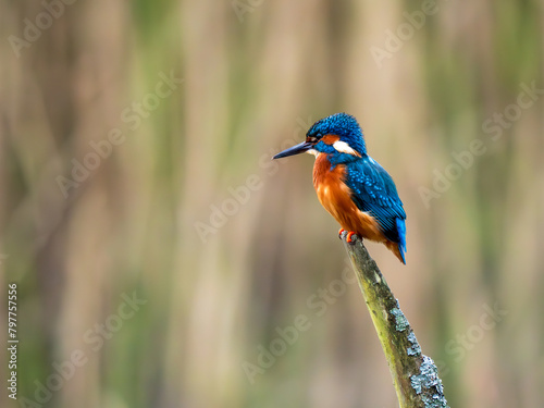 Kingfisher Perched by a Reedbed Fishing