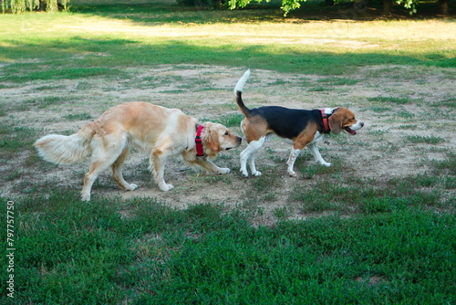 Beagle and Golden Retriever dogs getting to know each other on grass lawn in park