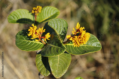 plant with yellow flowers from the caatinga