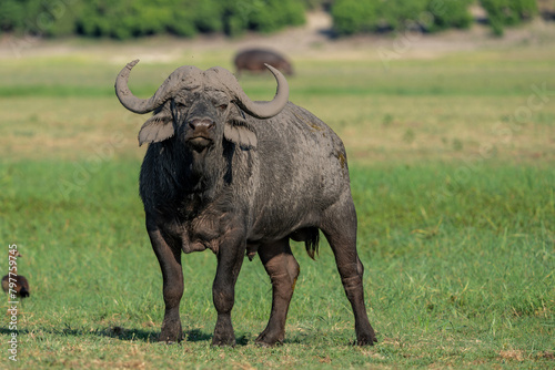Old African Buffalo (Syncerus caffer) bull standing on the riverbank of the Chobe River seen from a boat in the Chobe National Park in Botswana