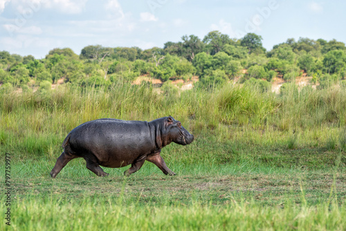 Hippo on the run on land in Chobe National Park in Botswana