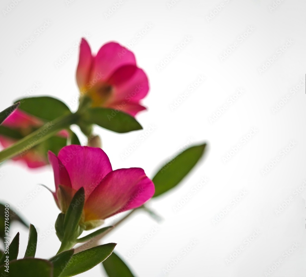 pink flowers in the background against a white sky with copy space