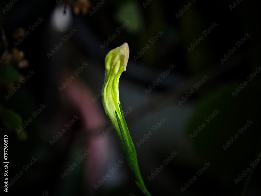 a single green flower budding out from a dark forest