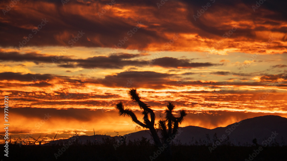 Vibrant sunset with a silhouette of a Joshua tree on an orange sky backdrop. California