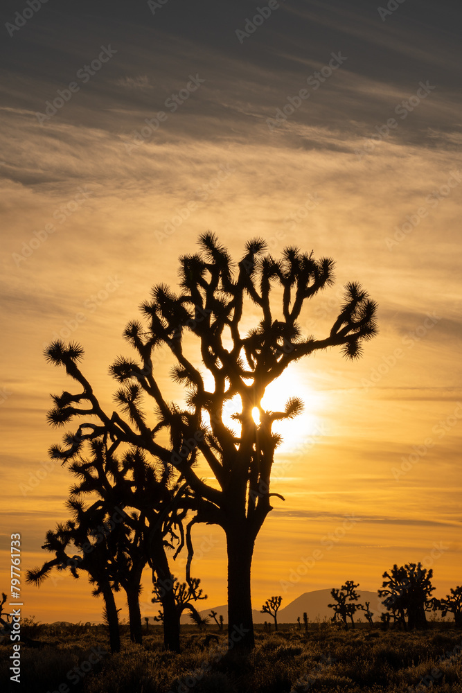 Sun shines behind a Joshua tree at sunset. California