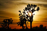 Joshua trees against a vibrant orange sunrise with the sun rising in the background