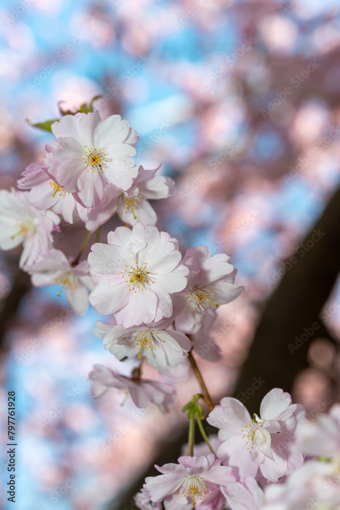 intimate close-up of ruffle-pink blossoms on a defocused background