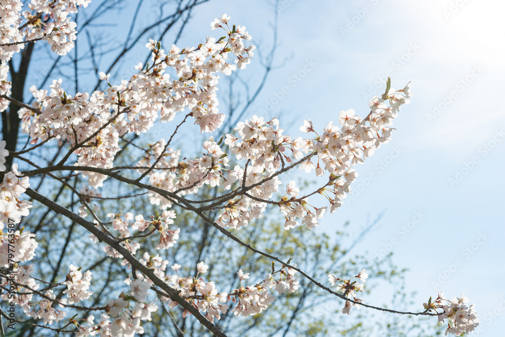 partly backlit cherry blossoms on a blue sky with some solar flare partly backlit cherry blossoms on a blue sky with some solar flare