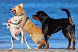 Three large dogs, mock fight, anti-social behavior, South Fremantle, Little Dog Beach, Perth, Australia