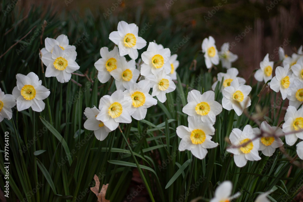 Fototapeta premium Wild white flowers blooming in spring