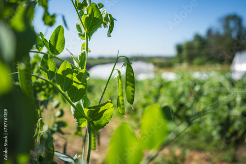 Sunlit pea pods dangling in a lush farm field photo