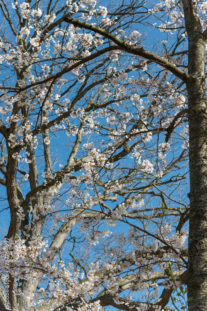 screen of branches, some with tree blossoms all on a blue sky in the park