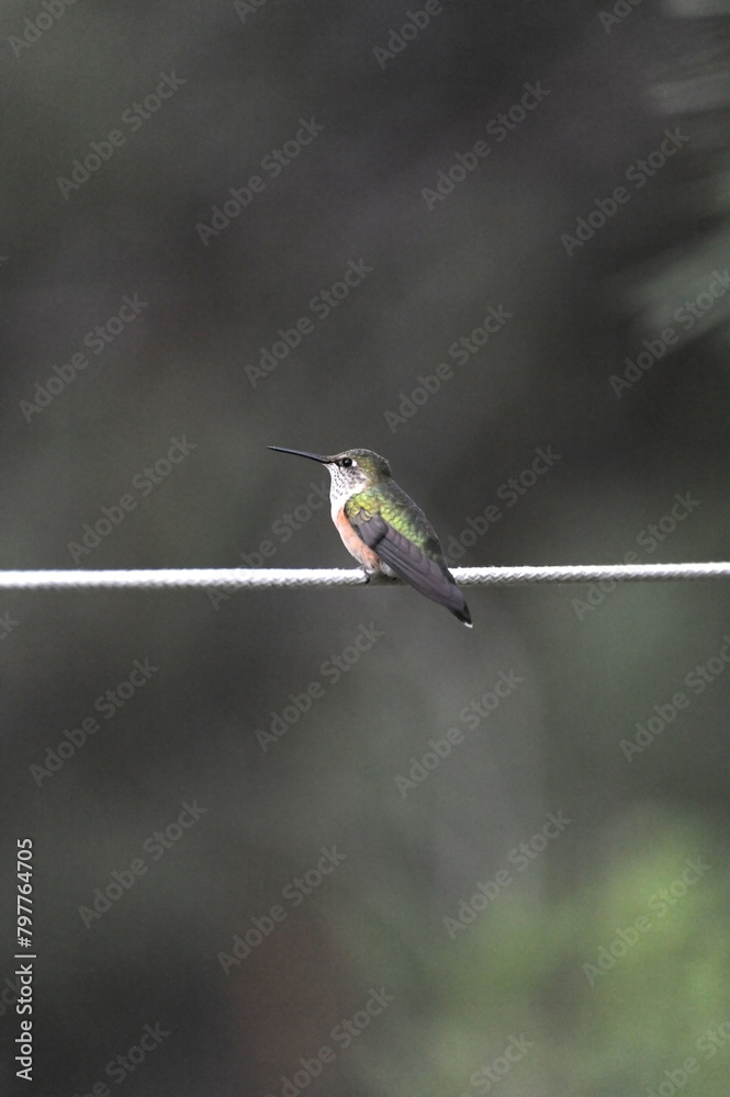 Fototapeta premium Solitary hummingbird perched gracefully on a thin rope