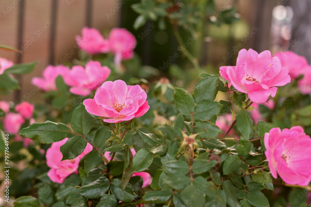 Vibrant pink roses flourish in a lush green garden setting. Vibrant pink roses flourish in a lush green garden setting.