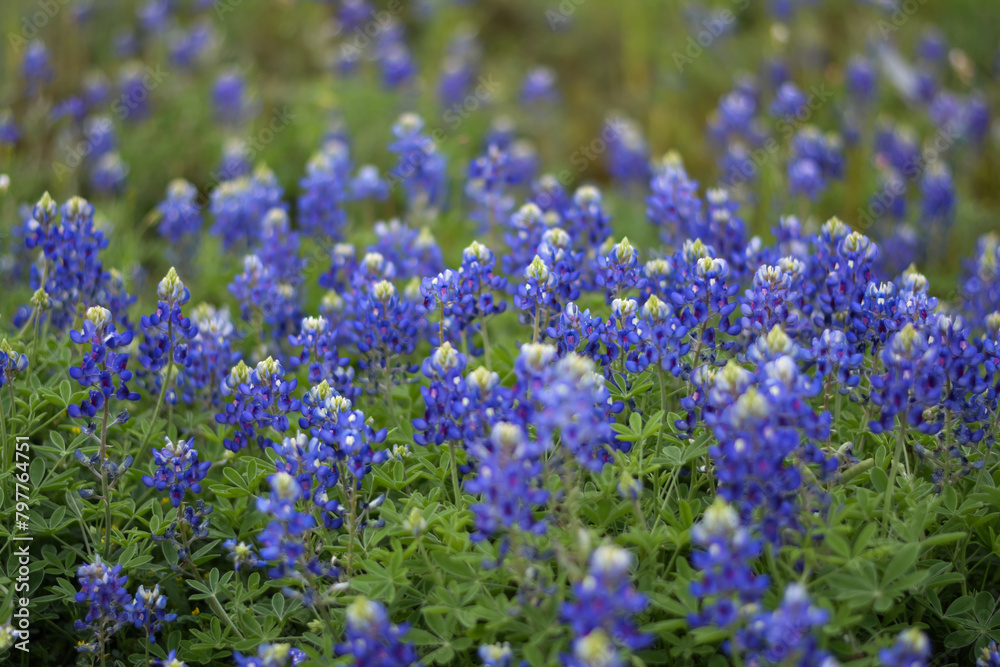 Field of wildflower Texas bluebonnets Field of wildflower Texas bluebonnets