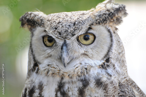 Intense gaze of a majestic owl in close-up