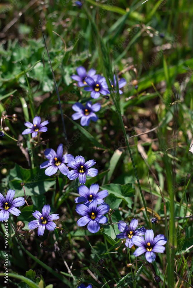 Vivid blue wildflowers bloom amidst a lush green meadow Vivid blue wildflowers bloom amidst a lush green meadow