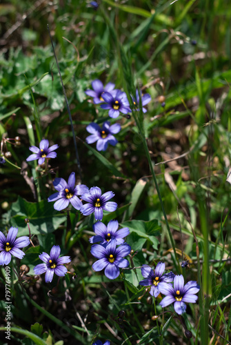 Vivid blue wildflowers bloom amidst a lush green meadow
