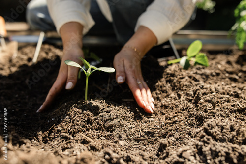 Gardener's hands carefully planting a seedling in soil