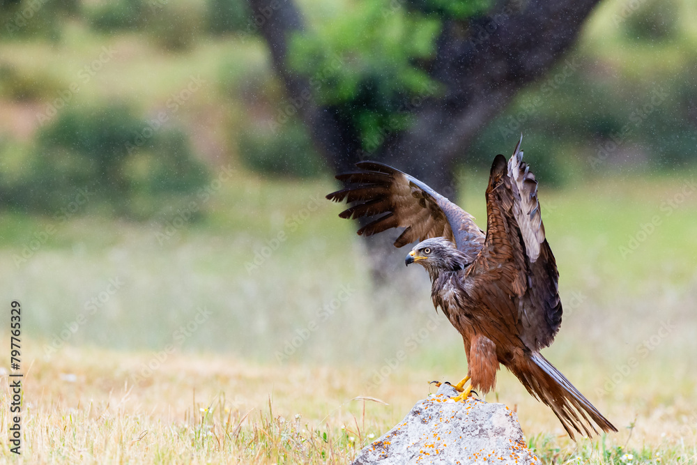 Obraz premium Black Kite or Milvus migrans with outstretched wings