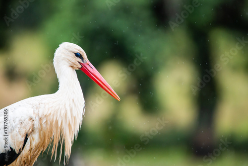 Close up portrait of stork (ciconia ciconia) with copy space for