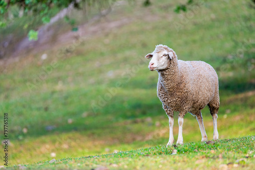 Merino sheep in the Extremaduran countryside photo
