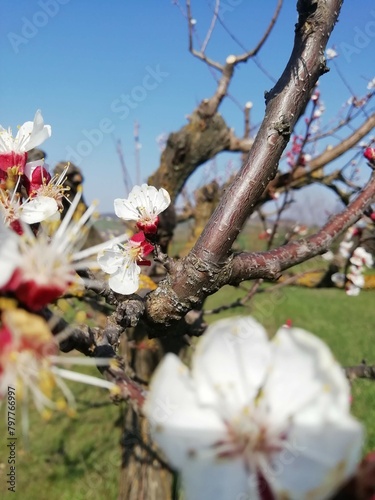 la primavera