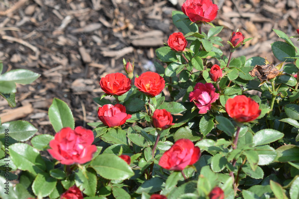 Obraz premium red flowers