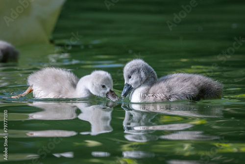 bébés cygnes